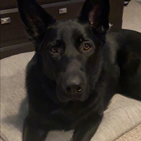 Meet your Posher, Lance - Picture 1 of 1